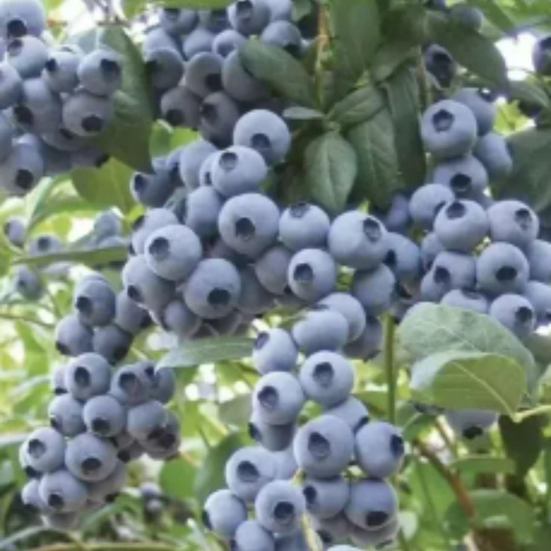 Giant Blueberry Fruit Seeds