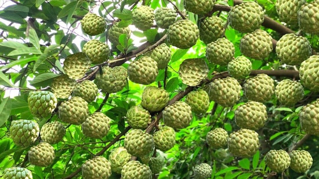 Custard Apple Seeds