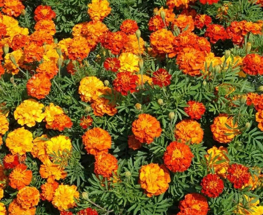 French Marigold Seeds